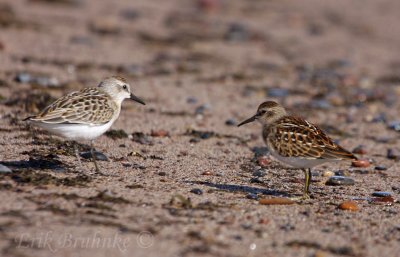 Semipalmated Sandpiper and Least Sandpiper