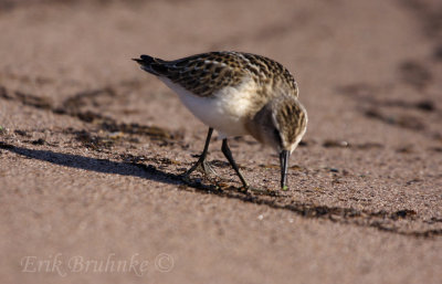 Semipalmated Sandpiper showing some semipalmated (partially-webbed feet)