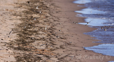 Shorebirds coming head-on!