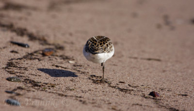 Semipalmated Sandpiper