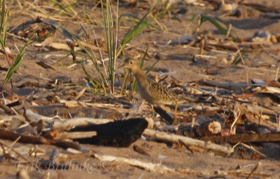 Buff-breasted Sandpiper... Here it is!!