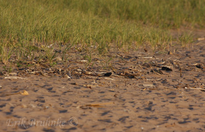 Can you find the Buff-breasted Sandpiper?
