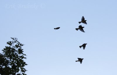 Cedar Waxwings taking off