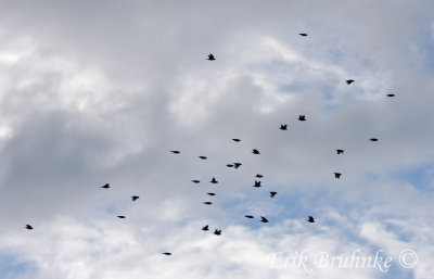 Flock of 32 Red Crossbills