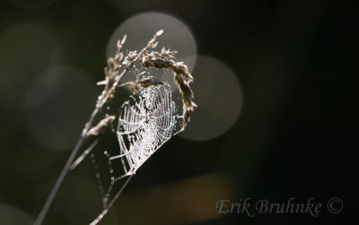 Early Morning Spider Web