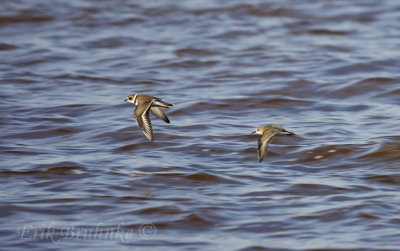 Semipalmateds... Semipalmated Plover (left) and Semipalmated Sandpiper (right)