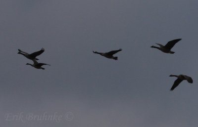 Canada Geese (the lower left bird was significantly thinner necked/shorter winged) - possible lesser
