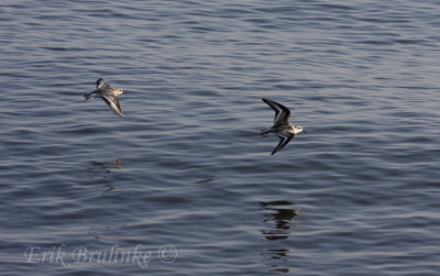 Sanderlings zipping by