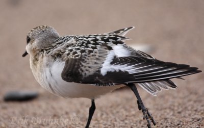 Sanderling, giving the wing a good stretch