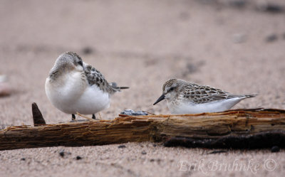 Sanderling (left) and Semipalmated Sandpiper (right)