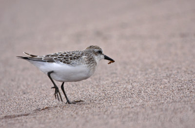 Semipalmated Sandpiper with an ant!