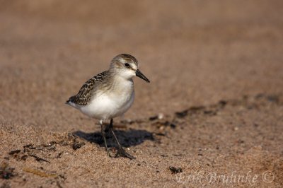 Semipalmated Sandpiper - showing off some of that semipalmation