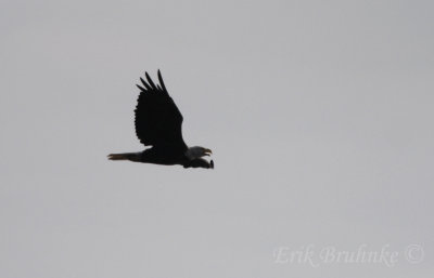 Adult Bald Eagle - many birds migrate with open beaks... they're working very hard!