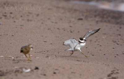 Semipalmated Plover dancing around, and a freaked-out Buff-breasted Sandpiper