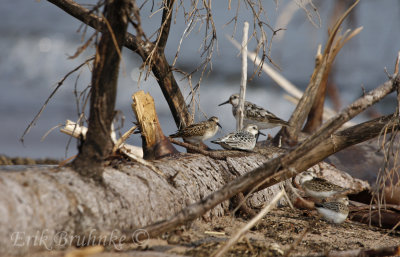 1 Least Sandpiper, 2 Sanderlings and 2 Semipalmated Sandpipers... can you tell them apart?