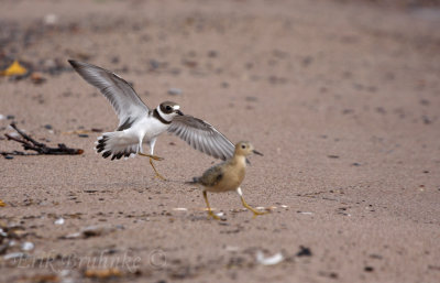 Semipalmated Plover and a Buff-breasted Sandpiper