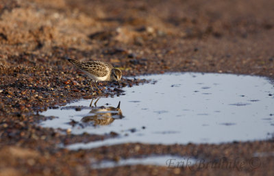Semipalmated Sandpiper looking at the reflection