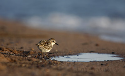 Semipalmated Sandpiper... this little bird had a stressed right wing