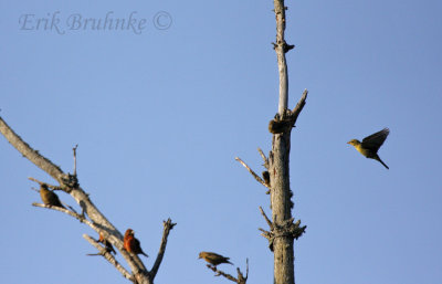 Scarlet Tanager with Red Crossbills
