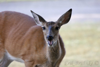 White-tailed Deer eating apples!