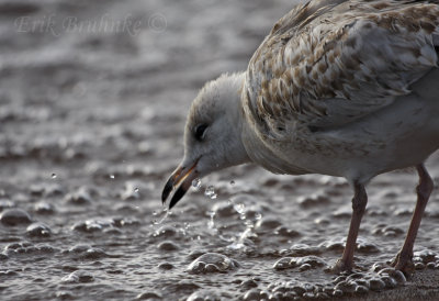 Ring-billed Gull, splashing and drinking