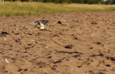 Go Pectoral Sandpiper, go!