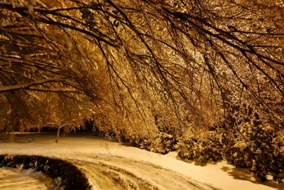 Frozen trees at night