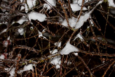 Ice covered branches