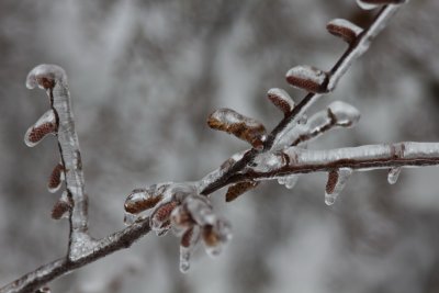 Ice covered branches