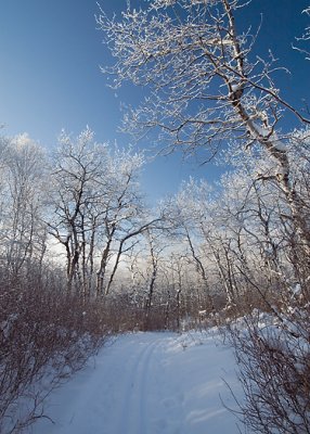 Woods in Winter