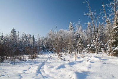 Woods In Winter II