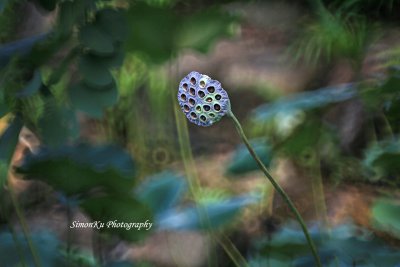 IMG_3592.jpg