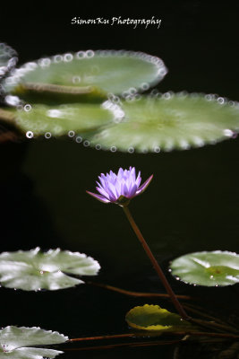 1D4L0387.jpg