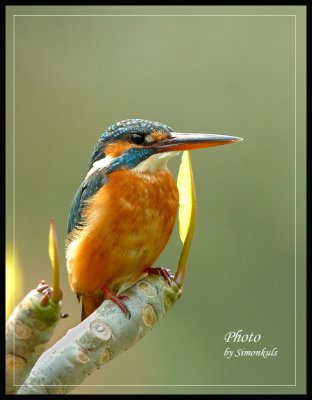 DSC_5309ass.jpg
