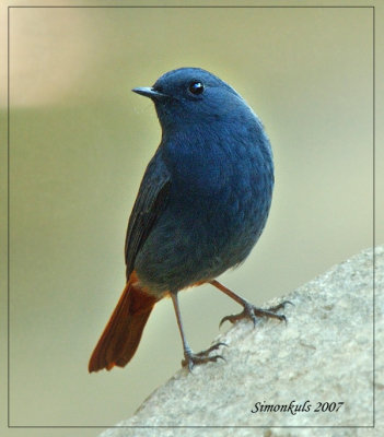 plumbeous_redstart