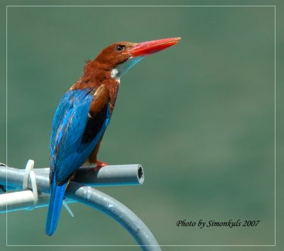 DSC_5956.jpg