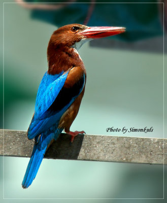 DSC_5965.jpg