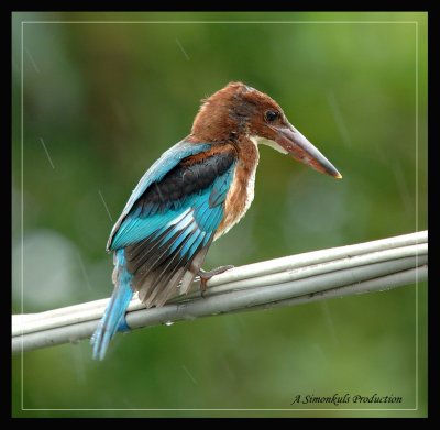 DSC_8886sb.jpg