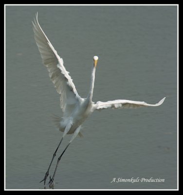 DSC_7131sig.jpg