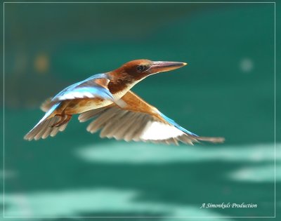 DSC_6428.jpg