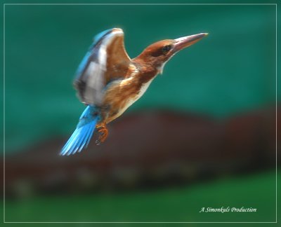 DSC_6432.jpg