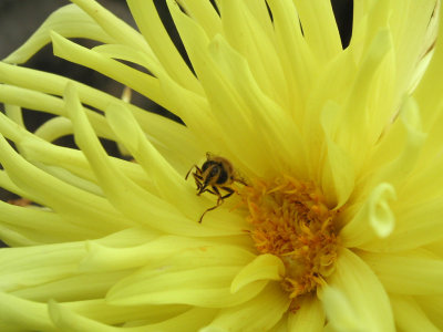 Dahlia con Ape - A bee in the dahlia flower