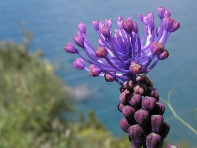A little flower at the Ligure Sea coast line, Italy