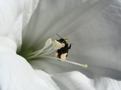 Belladinotte con Calabrone - Il calabrone nel fiore sazio di polline
