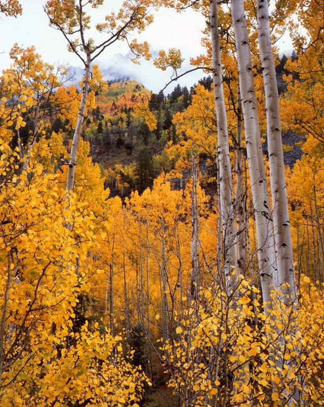 Ophir, Colorado