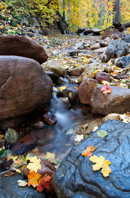 Autumn's Palette