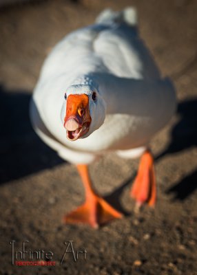 DSC_1886-small.jpg