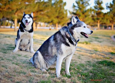 DSC_2009-small.jpg