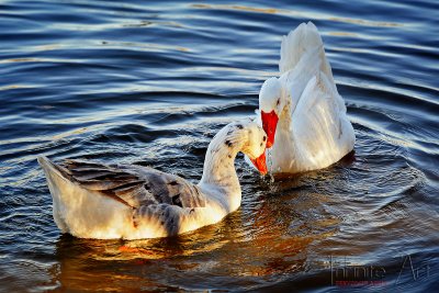 DSC_2323-small.jpg