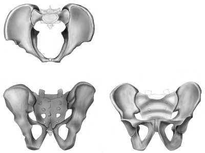 pelvis05.jpg